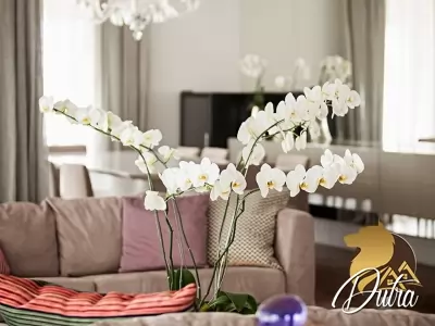 Particolare Campo Belo Campo Belo 383m² 03 Dormitórios 03 Suítes 5 Vagas